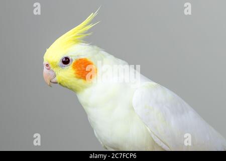 Weißer Lutino-Nymphensittich vor grauem Hintergrund Stockfoto
