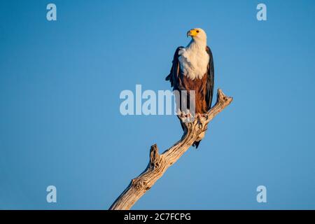 Afrikanischer Fischadler (Haliaeetus vocifer) auf einem Baum. Mit einem strahlend blauen Himmel Hintergrund. Dieser Vogel ist in Afrika südlich der Sahara in der Nähe von Wasser zu finden. Stockfoto