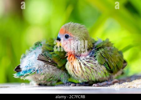 Baby Pfirsich konfrontiert Liebesvogel auf einem verschwommenen grünen Hintergrund Stockfoto