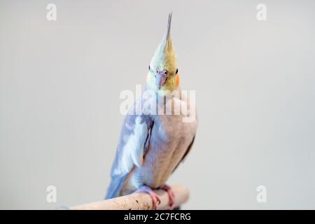 Schabe mit grauen Federn auf einem Ast mit einem thront Grauer Hintergrund Stockfoto