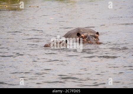 Eine Herde Flusspferde (hippopotamus amphibius) in ein Wasserloch. Obwohl diese Tiere sind gesellig und leben oft in großen Gruppen, sie sind nicht sehr Stockfoto