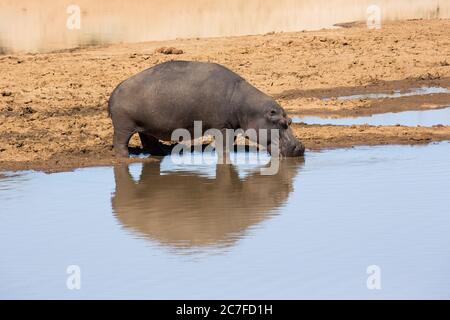 Eine Herde Flusspferde (hippopotamus amphibius) in ein Wasserloch. Obwohl diese Tiere sind gesellig und leben oft in großen Gruppen, sie sind nicht sehr Stockfoto