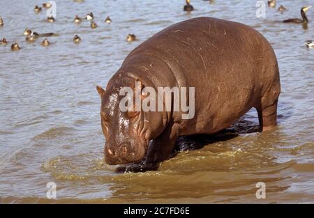 BT Hippopotamus-Kenia  Stockfoto