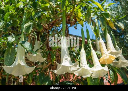 White Angels Trompete, blühende Datura Baum Pflanze aus nächster Nähe im Garten Stockfoto