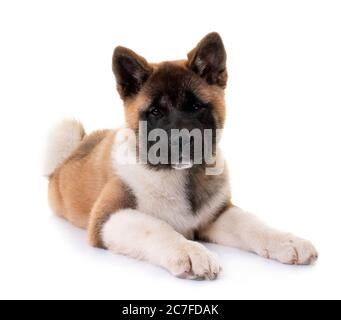 american Akita Welpen vor weißem Hintergrund Stockfoto