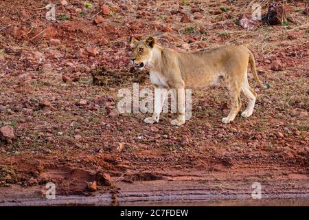 Lone Lioness (Panthera leo) in freier Wildbahn fotografiert Stockfoto