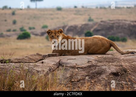 Lone Lioness (Panthera leo) in freier Wildbahn fotografiert Stockfoto
