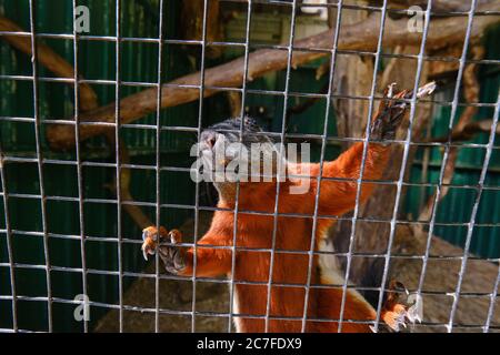 Ein Prevost-Eichhörnchen, das hoch gegen das Netz klettert Stockfoto