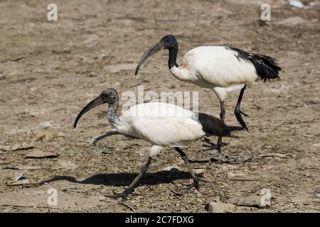 Heilige Ibis (Threskiornis aethiopicus) Nahrungssuche. Der heilige Ibis ist ein fleischfressender Vogel, der kleine Tiere in Feuchtgebieten, Grasland A, untersucht Stockfoto