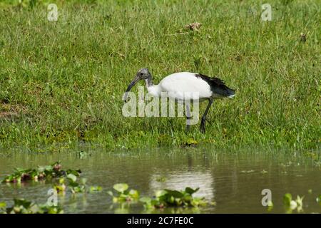 Heilige Ibis (Threskiornis aethiopicus) Nahrungssuche. Der heilige Ibis ist ein fleischfressender Vogel, der kleine Tiere in Feuchtgebieten, Grasland A, untersucht Stockfoto