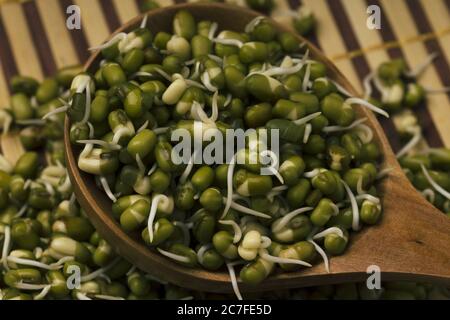 Frische Sprossen von Bohnensamen. Mungbean Nahaufnahme Stockfoto