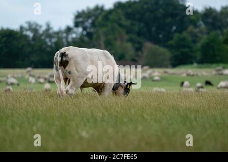 Kühe und Stiere weiden auf der Weide auf einer grünen Wiese, essen frisches Gras. Weißer Stier im Vordergrund, Herde im Hintergrund. Das Konzept der Nutztiere und Stockfoto