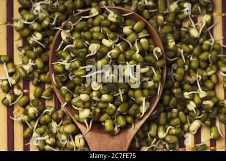 Gekeimt Mungbohnen. Frische Sprossen von Bohnensamen. Stockfoto