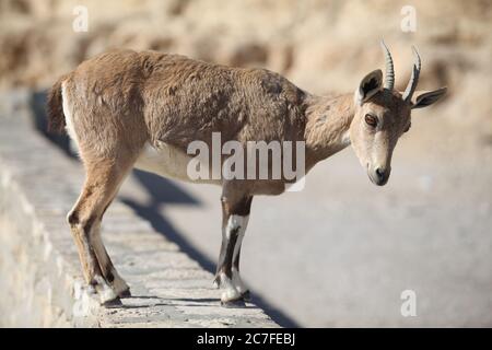 Jungtier Nubischer Steinbock (Capra ibex nubiana). Fotografiert in Mitzpe Ramon, Negev, Israel im November Stockfoto