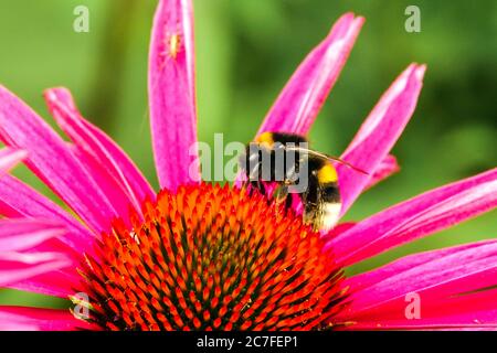 Hummel auf blütenfressende Nektar Bombus terrestris Nahaufnahme von Purple Coneflower Echinacea purea Stockfoto