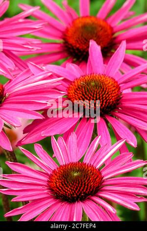 Purpurblumen Echinacea purpurea Echinacea „Pica Bella“ Stockfoto