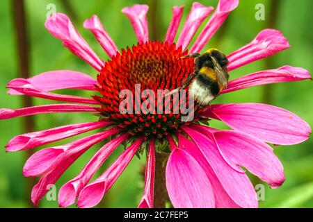 Lila Kegelblume Echinacea purpurea Pflanze, Hummel auf Blume, Bombus terrestris Stockfoto