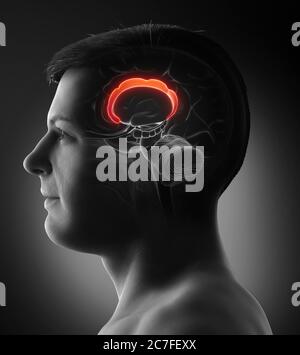 3d-Darstellung medizinisch akkurate Darstellung der Hirnanatomie Stockfoto