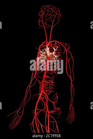 3d-Darstellung medizinisch genauer Arterien Stockfoto