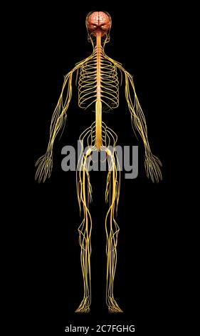 3D-gerenderte medizinisch genauen Abbildung des Nervensystems Stockfoto
