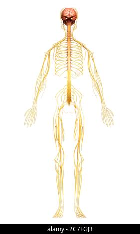 3D-gerenderte medizinisch genauen Abbildung des Nervensystems Stockfoto
