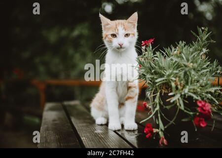 Neugierige weiß-braune Kätzchen sitzen auf dem nassen Holztisch hinter der Blume in Blumentopf während des regnerischen Tages. Stockfoto