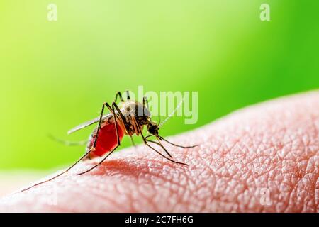 Gefährliche Malaria infizierte Moskito Biss auf grünem Hintergrund. Leishmaniose, Enzephalitis, Gelbfieber, Dengue, Mayaro-Krankheit oder Zika-Virus Infectio Stockfoto