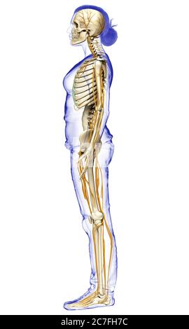 3d-Darstellung medizinisch akkurate Darstellung eines weiblichen Nervensystems und Skelettsystem Stockfoto