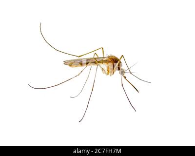 Infektiöse Dengue-Moskito Insekt isoliert auf Weiß. Leishmaniose, Enzephalitis, Gelbfieber, Malaria, Mayaro-Krankheit oder Zika-Virus infizierten Moscit Stockfoto