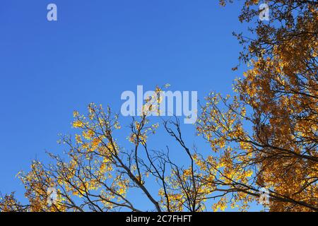 Silhouette von Populus tremula Zweigen mit gelb sonnenbeleuchteten Blättern und blau klaren Himmel am Herbstabend. Ansicht von unten. Stockfoto