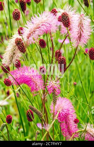 Rosa Sanguisorba obtusa gemischt Red Sanguisorba officinalis 'Crimson Queen' im Juli Garten Stockfoto