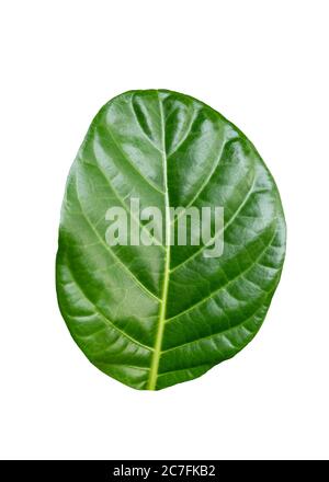 Grünes Blatt von Morinda Citrifolia, Noni Frucht. Isoliert auf weißem Hintergrund Stockfoto