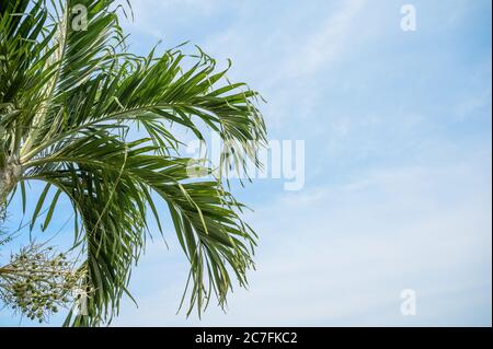 Betel Baum mit grünen Blättern auf blauem Himmel Stockfoto