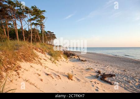 Deutschland, Mecklenburg-Vorpommern, Darßwald am Weststrand, Halbinsel FISC. Stockfoto