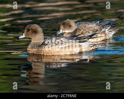 Schöne Enten schwimmen in einem See gefangen in Izumi Wald, Yamato, Japan Stockfoto