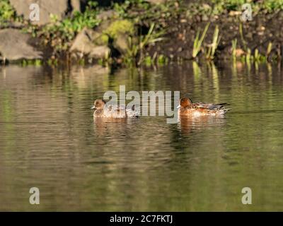 Schöne Enten schwimmen in einem See gefangen in Izumi Wald, Yamato, Japan Stockfoto