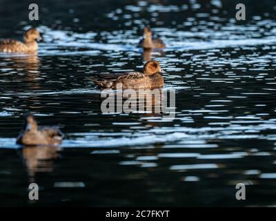 Schöne Enten schwimmen in einem See gefangen in Izumi Wald, Yamato, Japan Stockfoto