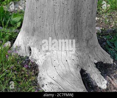 Trockener Baumstumpf, gefressen von Holzwurmkäfer Stockfoto