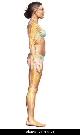 3d-Darstellung medizinisch akkurate Darstellung eines weiblichen Nervensystems Stockfoto