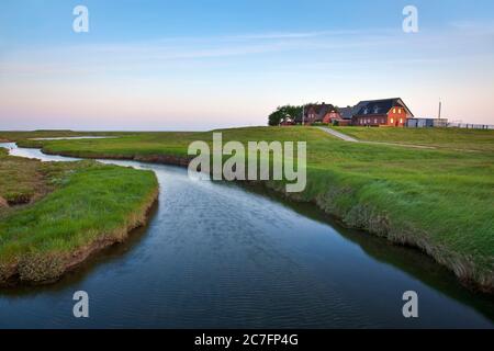 Deutschland, Schleswig-Holstein, Wurf auf die Hallig Langeness, deutsche Insel, Nordsee. Stockfoto