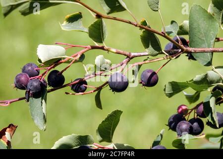 Amelanchier bartramiana Früchte Beeren Jungbeere Amelanchier Stockfoto