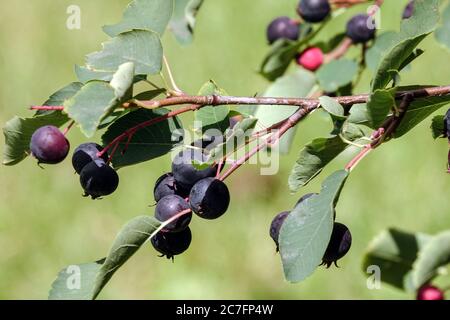 Amelanchier Beerenfrüchte Amelanchier bartramiana Stockfoto