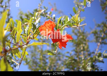 Nahaufnahme von orangefarbenen Caesalpinia-Blüten auf verschwommenem Hintergrund Stockfoto