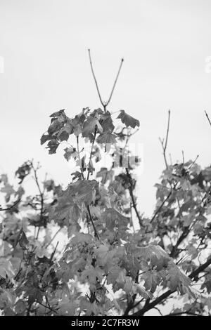 Vertikale Graustufenaufnahme eines Baumes mit trockenen Blättern während Tagsüber Stockfoto