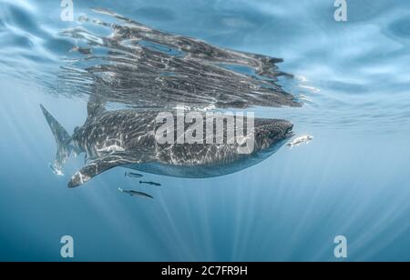 Wale und andere Fische schwimmen im Meer - großartig Für einen Artikel über Unterwasserwelt Stockfoto