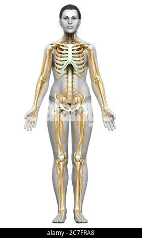 3d-Darstellung medizinisch akkurate Darstellung eines weiblichen Nervensystems und Skelettsystem Stockfoto