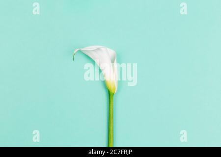 Erstaunliche weiße Calla Lily Blume auf einem türkisfarbenen Hintergrund. Flach liegend. Für Text platzieren. Stockfoto