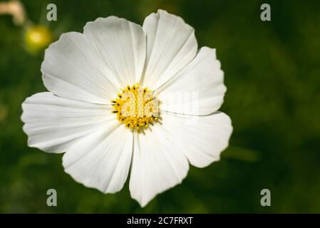 Weiße Blume Cosmos bipinnatus, Apollo Weiß vor grünem Hintergrund Stockfoto