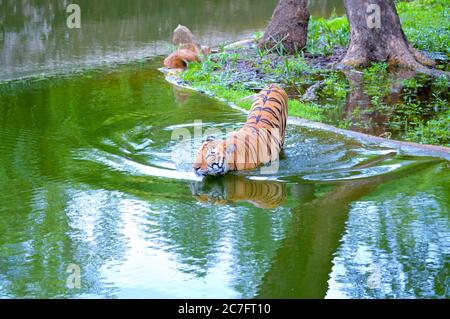 Der Tiger ist die größte erhaltene Katzenart und gehört zur Gattung Panthera. Am bekanntesten ist er für seine dunklen vertikalen Streifen auf orange-braun Stockfoto