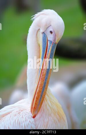 Pelikane sind große Wasservögel. Sie zeichnen sich durch einen langen Schnabel und einen großen Kehlbeutel aus, der zum Fang von Beute und zum Ablassen von Wasser aus dem sc verwendet wird Stockfoto